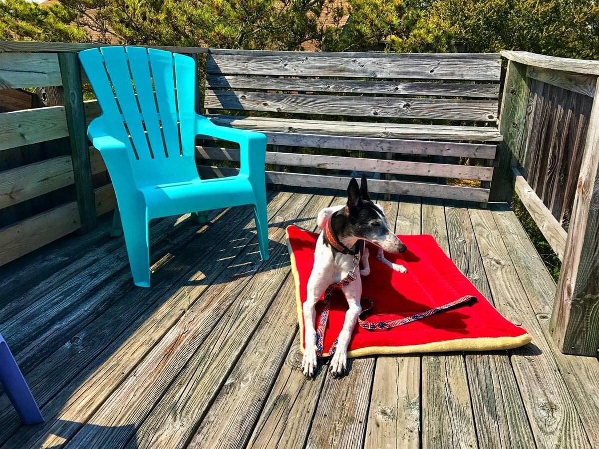 We understand your dog is an important family member, because we feel the same. 